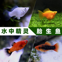 Mary fish tropical ornamental live fish viviparous fish mother pregnant fish Mickey fish skin ball fish black tail red and blue moonlight fish