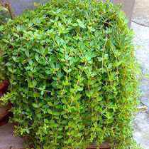 Chump grass seedlings edible green plant Chlorophyte potted garden balcony evergreen flower seedlings easy to live eight treasures sedum sedum