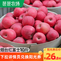 Authentic Yantai Red Fuji Apple Fresh Fruit Seasonal Crispy Sweet Sugar Heart Ugly Pingguo 10 Jin Shandong Qixia