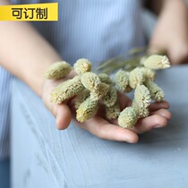 (Gem Grass) Natural Wind Dry Beauty Grass Home Decoration Art Dry Flower Arrange Real Flower Hay Shooting Props