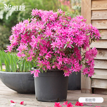 Anku rhododendron potted American imported Hongyue garden courtyard multi-season flowering plant evergreen shrub Rhododendron