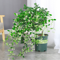 Climbing vine plant windmill jasmine seedlings Indoor balcony potted silver silk jasmine seedlings four-season green plant