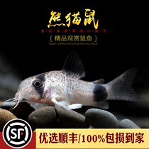 Water ethnic group] Panda rat fish tropical ornamental algae fish tool fish eat fish tank litter The rat fish is very cute