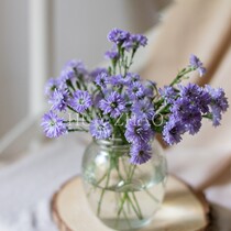 Purple peacock flower peacock flower Home flower arrangement with flower flower delivery Jiangsu Zhejiang Shanghai Anhui Shunfeng