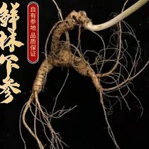 Fresh forests Next to fresh Tohoku Special production Changbai Mountain ginseng wild mountain ginseng eighteen + 18 gr more whole branches