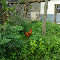 Rural stocking of local chickens small Roosters large roosters grasses grasses Roosters native chickens native chickens live