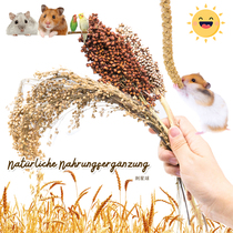(Thorn planet) hamster Parrot Bird natural snack series yellow grain spike coconut silk sorghum millet flower grass
