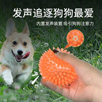 Dog toy Molar bite-resistant Teddy Pet boredom sound ball Dog bite Large dog Golden Retriever Labrador Multi-purpose product