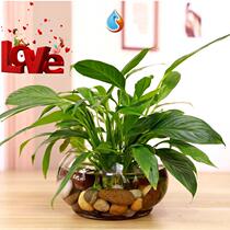 。 Fish tank room bedroom n room desktop dormitory college student viewing tank desk company study simple home pendulum