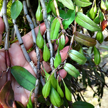 Jiang Nanfeng Fresh Dendrobium officinale seeds Zhejiang Dendrobium officinale maple Doumiao Yandang base direct sales