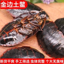 Phnom Penh Tumulus Chinese herbal medicine 250g New cargo soil Non-Chinese native turtle Phnom Penh Tuyuanji Ground Turtle Powder