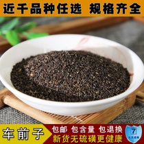 Selected Chinese herbal medicine wild psylessa seed free powder new truck front seed tea 500g bag