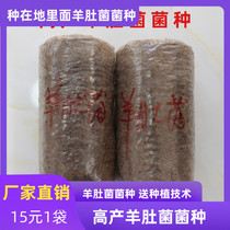 Morchella cultivars Morchella spp. Morchella spp. Cultivation and planting techniques