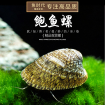 Abalone Snail Freshwater Fish Cylinder Except Algae Hedge snail Ornamental Hat Snail Living Snail Pet Pyramid Watergrass Cylinder Tool Snail