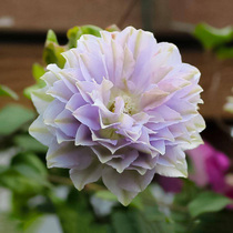 Imported clematis seedling climbing vine garden Garden Garden garden flower 6L potted blue glass vines flower plants