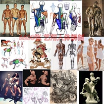 Art to dissect human anatomy human sketching human body sketch game sculpture basic art examination Art Institute body sketch