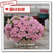 Flower edge pickles Imported flower seeds * Pan-American*Petunia * Dream series 10 pills