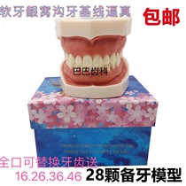 Oral dental tooth model tooth preparation practice soft gum dental mold removable replacement simulation resin in vitro teeth