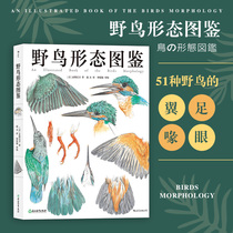 Postwave Genuine Wild Birds Morphology Picture Discerniums of hand-drawn bird figure Wildlife Nature Watch Boobiology Biokop Book Paper Bird Museum