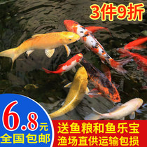 Autumn Cui carp fish live well-tolerated ornamental fish cold water fish Golden Dragon Phoenix red and white zebra koi fish Dazheng