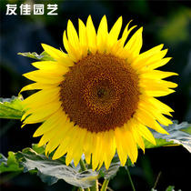 Dwarf sunflower seed flower seed garden flower seed four seasons sowing easy-to-plant landscape greening ornamental seed