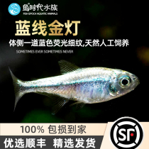 Fish era] blue line gold light water silver lamp fish South American light fish imported tropical wild small light corfish live