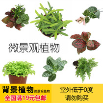 Plant micro landscape Moss bottle combination diy material office desktop flower wealth tree potted green plant hot sale