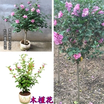 Southern North resistant to cold and easy to become a living courtyard Green Hibiscus Wood Hibiscus Flowers Potted Plant Saplings