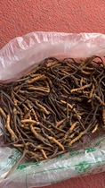 Highland Fresh Cordyceps