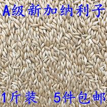 Imported Canary parrot bird food oil pointed millet white pointed millet grass Lu seed bird food feed five kg