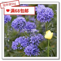 Floral pickles imported flower seeds * Head flower geely grass flowers Geely 5 grain