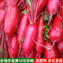 Carmine carrot seeds crispy red skin red heart growth rate fast farm non-GMO four-season sowing