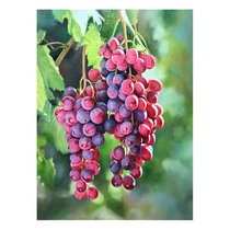 Su Zhangfeng Fruit of SUSTech Realistic Boutique Oil Painting Big Size