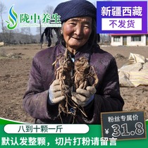 Angelica 500g Minxian Nongjia Danggui Tablet All Angelica Powder Non-sulfur New Non-Wild Chinese Medicine Angelica