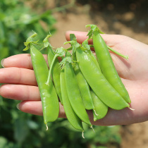 Dutch bean seed seed seed seed big pods sweet crispy vegetable pea pod vegetable garden spring summer and autumn Four Seasons sown vegetable seeds