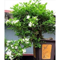 New product Jiuli fragrant 7-to-be-fragrant flower sapling plant indoor potted plant with flowers all season thick and fragrant insect repellent greens green plant