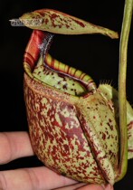 Raffles Nepenthes Live Small Cordyceps Herbivorous Plant Potted Plant Indoor Green plant Rare Seed Exotic Flower