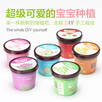 Creative Diy Desktop Potted Baby Cultivation Small Plant Cute Microscape Small Plant Mini Potted Plant