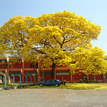 Yellow flower wind Suzuki sapling Brazil golden wind Suzuki sapling safflower purple flower courtyard villa precious planting street trees