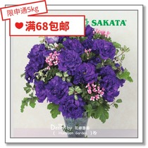 Flower edge Pickles imported flower seeds * Japanese SAKATA * eutrophin * Wave series 10 pellets