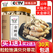 1 send 1 buy 2 send 3 Golden Cicada flower wild cicada flower grass Chinese medicinal material cicada flower Cicada flower Cordyceps powder Golden silkworm flower