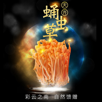 Tianqi Yunnan specialty Cordyceps militaris cordyceps flower dried goods 100g bag