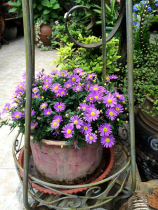 Ji Xiaoju five-color chrysanthemum beautiful Four Seasons flowering with flowers with soil delivery cold-resistant open-air courtyard balcony