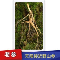Changbai Mountain Wild Ginseng Ginseng Fresh Forest Ginseng Fresh Wild Ginseng 25 Years New Ginseng Wine Wild Ginseng Gift Box