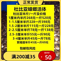 Dubia Cockroach Live Repo feed lizard Lions Dragon Fish Living Food Bags Live Packet Risk Package After Sale