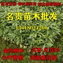 Sichuan authentic small leaf golden nanmu saplings Zhennan Hainan Huanghua pear agarwood rare and precious seedlings