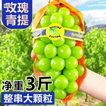Sunshine Rose Qingti 3 Catty Seedless Grape Green Tints Aroma Print Should Season Fresh Fruit Pregnant Women Whole Boxes