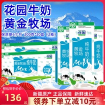  New date 2 boxes of Xinjiang Garden Golden Ranch pure milk 20 boxes of full boxes of milk High-quality nutritious breakfast milk