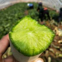 Authentic Weixian green radish seed seed green skin meat sand nest fruit radish spring and autumn Four Seasons vegetable seed