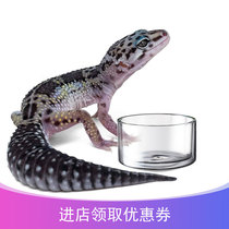 Climbing crawl high quality sterile glass basin food basin lizard BAO WEN guard tortoise snake Spider Scorpion